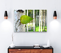 Obraz Lístoček z brezy zs1126